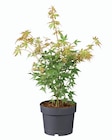 Érable du Japon (érable du Japon) en promo à 9,99 € chez Lidl Érable du Japon (érable du Japon) dans le catalogue Lidl