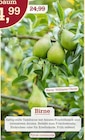 Aktuelles Birnbaum Williams Christ Angebot bei Garten-Center Nordharz GmbH & Co. KG in Kassel ab 14,99 €
