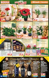 Gartenbepflanzung im Norma Prospekt Gartenbepflanzung im Norma Prospekt "Mehr fürs Geld" auf Seite 14