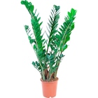 Aktuelle Zimmerpflanzen Angebote bei OBI in Essen Aktuelles Glücksfeder Angebot bei OBI in Essen ab 24,99 €