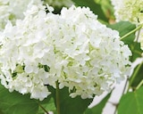 Aktuelle Hortensie Angebote bei ROSENGUT Langerwisch in Potsdam Aktuelles Ballhortensie Hydrangea arborescens 'Annabelle' Angebot bei ROSENGUT Langerwisch in Potsdam ab 12,99 âŹ