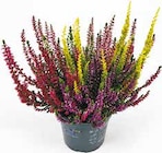 Calluna High Five für 2,99 € bei Netto mit dem Scottie im Angebot Calluna High Five im aktuellen Netto mit dem Scottie Prospekt