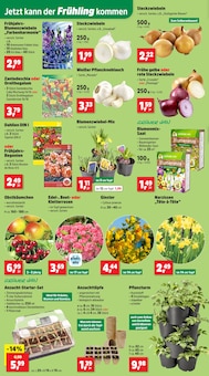 Knoblauch im Thomas Philipps Prospekt "Top Angebote" mit 13 Seiten (Duisburg)