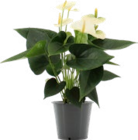 Anthurie von Gardenline für 3,99 € bei ALDI Nord im Angebot Anthurie von Gardenline im aktuellen ALDI Nord Prospekt