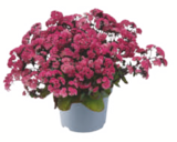 Aktuelle Blumen Angebote bei toom Baumarkt in Leipzig Aktuelles Fetthenne Angebot bei toom Baumarkt in Leipzig ab 3,99 €