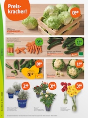 Blumen im tegut Prospekt in Gießen Aktueller tegut Prospekt mit Blumen, "tegut… gute Lebensmittel", Seite 4