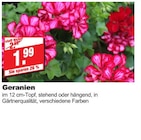 Geranien bei bauSpezi im Prospekt "" für 1,99 €
