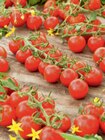 Tomaten im Angebot bei toom Baumarkt in Gronau Tomaten Angebote bei toom Baumarkt Gronau für 0,99 €