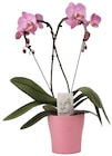 Phalaenopsis Orchidée "Mon cœur" en promo chez Carrefour Rennes à 24,99 €