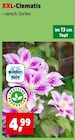 XXL-Clematis im Angebot bei Thomas Philipps in Wismar XXL-Clematis Angebote bei Thomas Philipps Wismar für 4,99 €