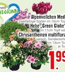 Alpenveilchen Medi oder Hebe „Green Globe“ oder Chrysanthemen multiflora  im aktuellen EDEKA Prospekt für 1,99 €