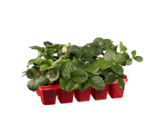 Aktuelles Erdbeerpflanzen Angebot bei Lidl in Wuppertal ab 5,69 €