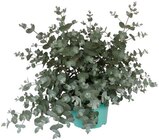 Eukalyptus bei Penny im Boppard Prospekt für 2,99 €