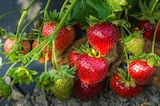Promo Fraisier à 3,99 € dans le catalogue Jardiland à Blesmes
