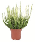 Heidekraut (Calluna vulgaris) bei Lidl im Prospekt "" für 1,99 €