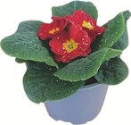 Primel mit Glitzer Angebote bei tegut Kassel für 1,49 €