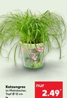 Kaufland Bischberg - Katzengras Angebot im Prospekt Katzengras bei Kaufland im Bischberg Prospekt für 2,49 €