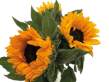 3er Sonnenblumen-Strauß im Angebot bei EDEKA in Ingolstadt 3er Sonnenblumen-Strauß Angebote bei EDEKA Ingolstadt für 4,99 €
