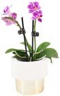 Schmetterlings-orchidee von  im aktuellen REWE Prospekt für 7,99 €