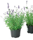 Gartenlavendel im Angebot bei EDEKA in Stralsund Gartenlavendel Angebote bei EDEKA Stralsund für 3,99 €