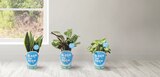 „Bloom your room“ Grünpflanzen im aktuellen Prospekt bei Lidl in Zetel