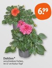 Dahlien für 6,99 € bei tegut im Angebot Dahlien im aktuellen tegut Prospekt