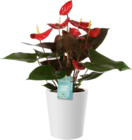 Promo Anthurium ECLOZ à 9,99 € dans le catalogue Gamm vert à Bordes