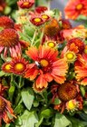 Sommer-Stauden Angebote bei OBI Nürnberg für 7,99 €