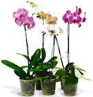 Aktuelles Schmetterlings-orchidee Angebot bei REWE in Bremen ab 5,00 €