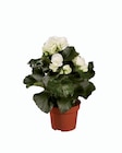 Begonia - Lidl à Niort Begonia en promo chez Lidl Niort à 2,89 €