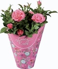 Rosier « Lovely Rose » en promo chez Lidl Versailles à 1,94 €