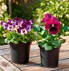 Hornveilchen von  im aktuellen Hagebaumarkt Prospekt für 0,69 €