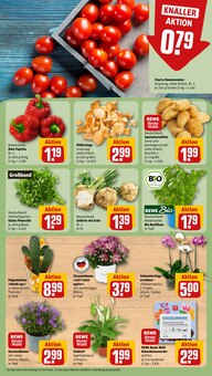 Blumen im REWE Prospekt "Dein Markt" mit 34 Seiten (Mannheim)