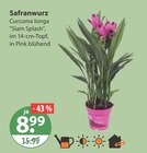Safranwurz von  im aktuellen V-Markt Prospekt für 8,99 €