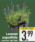Lavendel angustifolia im Angebot bei E center in Regensburg Lavendel angustifolia Angebote bei E center Regensburg für 3,99 €