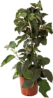 Aktuelles Feigenbaum (Ficus carica) Angebot bei Globus-Baumarkt in Saarbrücken ab 24,99 €