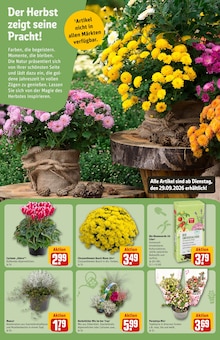 Blumen im REWE Prospekt "Dein Markt" mit 46 Seiten (Hamburg)
