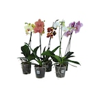 Orchidée en promo chez Carrefour Besançon à 5,99 €