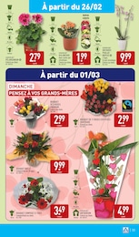 Offre Orchidée dans le catalogue Aldi du moment à la page 36