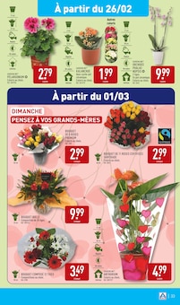 Promo Kalanchoë dans le catalogue Aldi du moment à la page 36