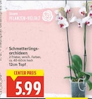 Schmetterlingsorchideen für 5,99 € bei E center im Angebot Schmetterlingsorchideen im aktuellen E center Prospekt
