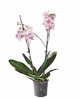 Schmetterlings-orchidee bei Lidl im Schopfheim Prospekt für 6,99 €