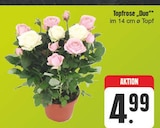 EDEKA Kammerstein - Topfrose „Duo“ Angebot im Prospekt Topfrose „Duo“ bei EDEKA im Kammerstein Prospekt für 4,99 €