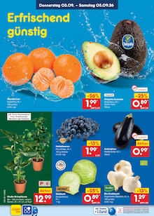 Zimmerpflanzen im Netto Marken-Discount Prospekt "Aktuelle Angebote" mit 70 Seiten (Hamburg)