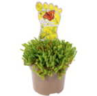 Aktuelles Bodendecker 'Die Trittfesten' Angebot bei toom Baumarkt in Hannover ab 2,29 €