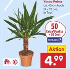 Aktuelles Yucca Palme Angebot bei Netto Marken-Discount in Mannheim ab 4,99 €