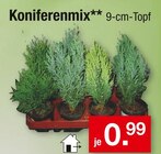Koniferenmix im aktuellen Zimmermann Prospekt