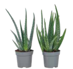 Aloe Vera, Aloe barbadensis im Angebot bei Netto Marken-Discount in Münster Aloe Vera, Aloe barbadensis Angebote bei Netto Marken-Discount Münster für 16,99 €
