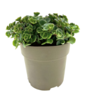 Lidl Grigny - Promo Sedum Promo Sedum à 4,49 € dans le catalogue Lidl à Grigny