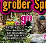 Hortensie Angebote bei Hornbach Mainz für 9,99 €